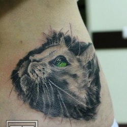 кот