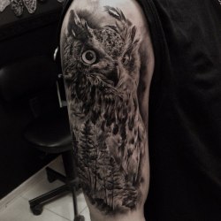 owl