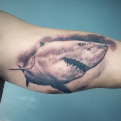 Shark